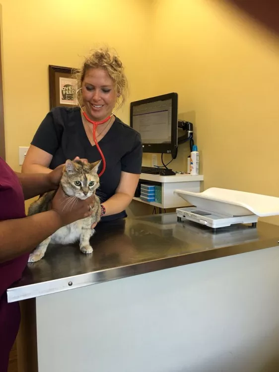 Cat Veterinary Clinic, Texas, Houston